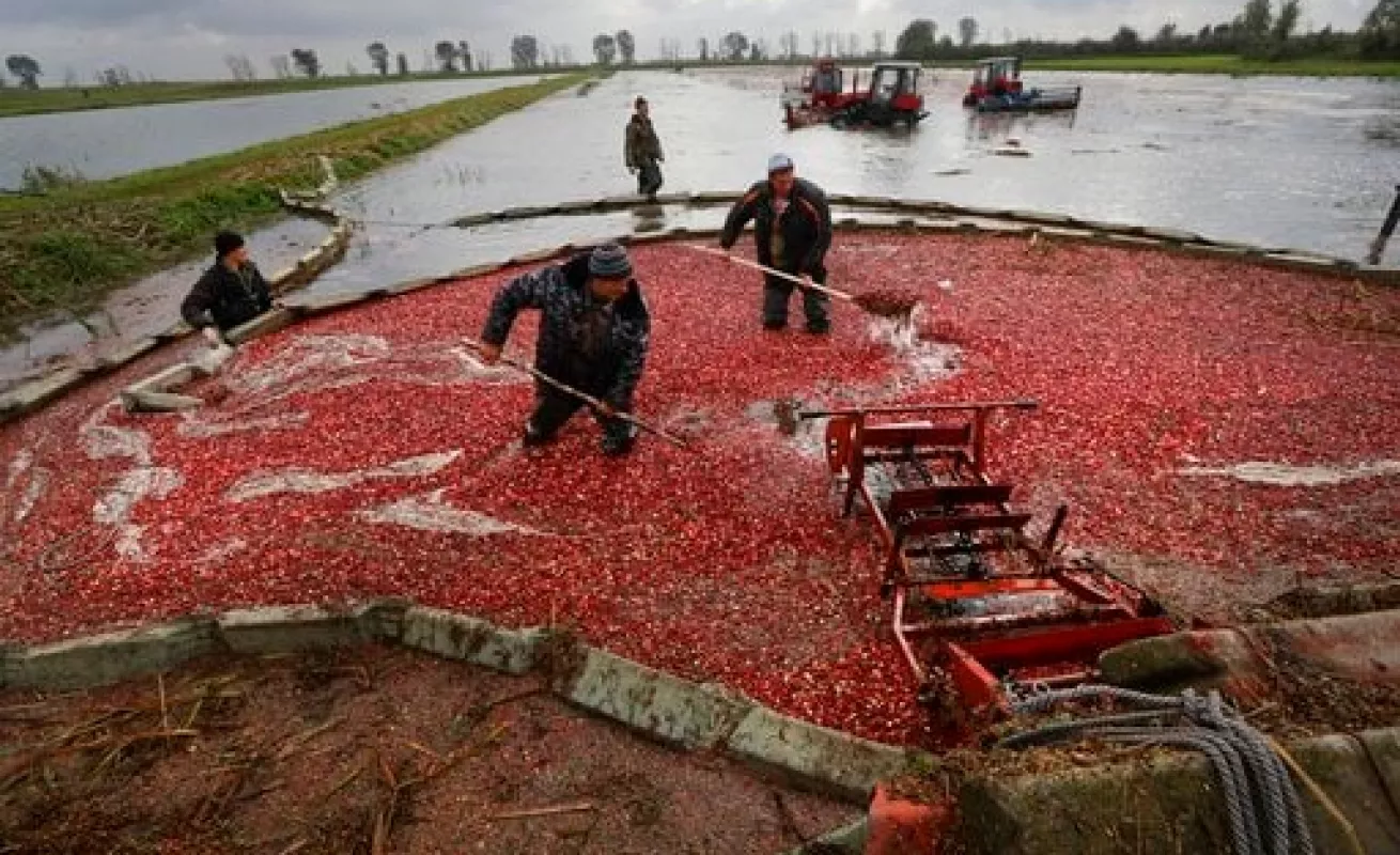 #GaleriaCri Cosechando Arándanos