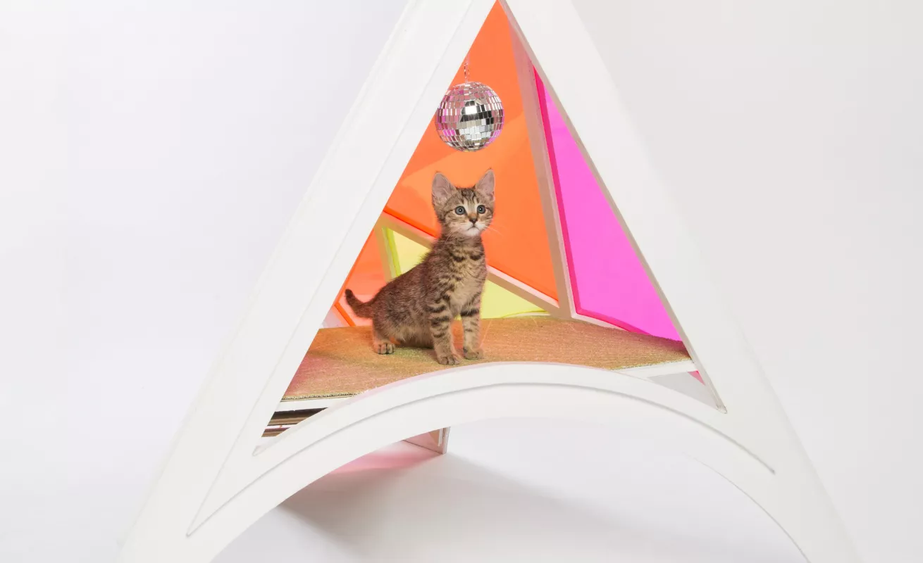 #GaleriaCri Arquitectura para gatos