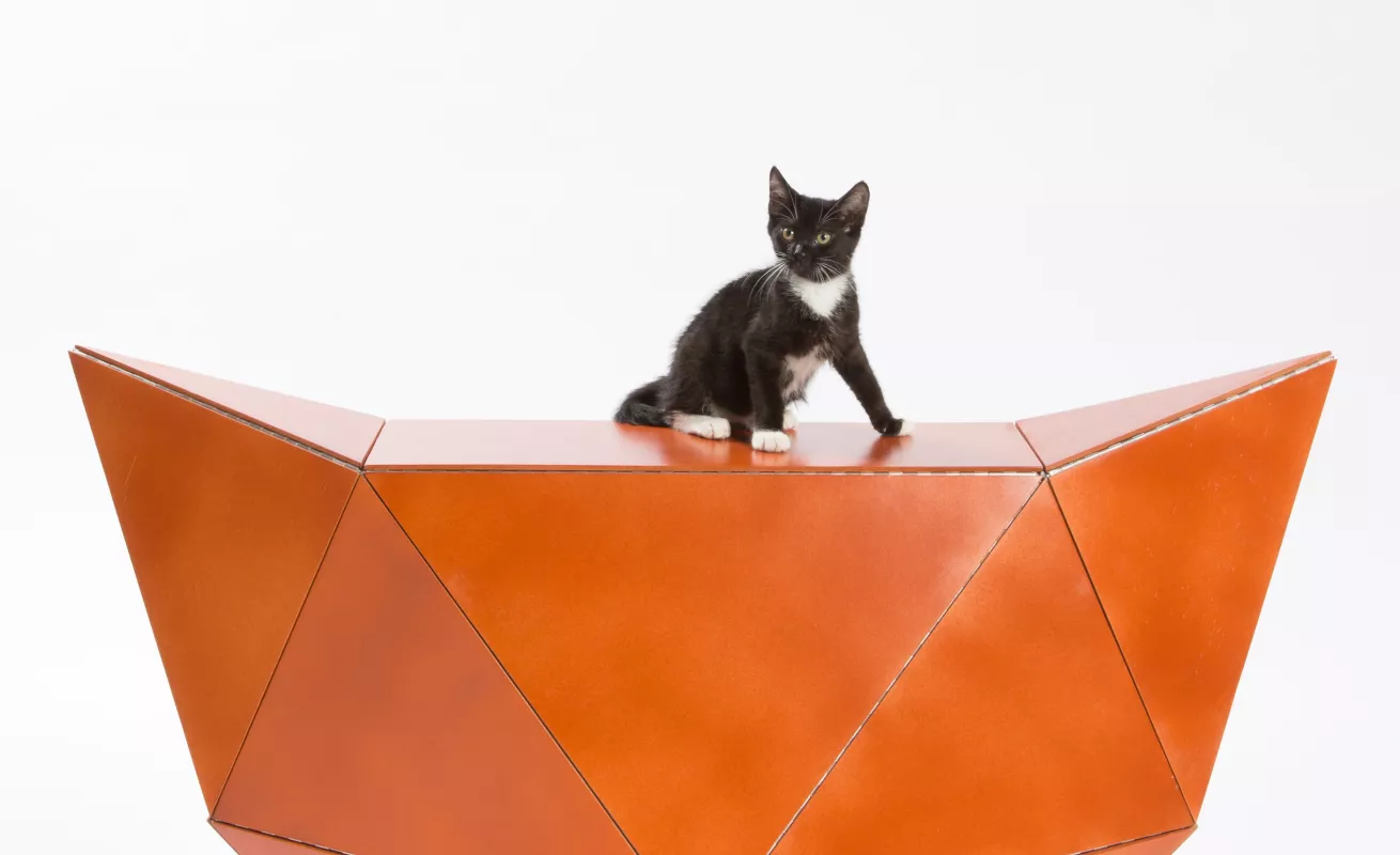 #GaleriaCri Arquitectura para gatos