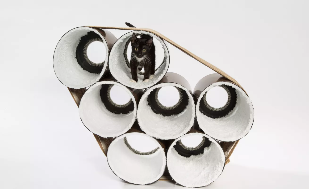 #GaleriaCri Arquitectura para gatos