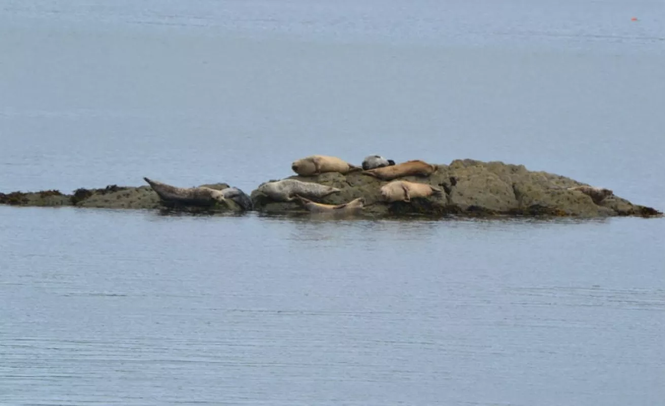 #GaleriaCri Isla Skellig Michael, mágico refugio