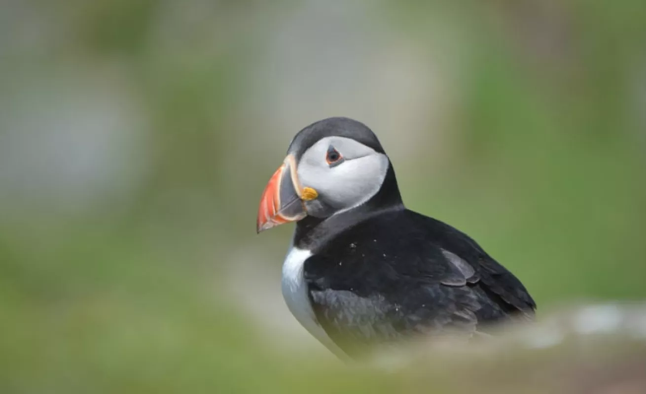#GaleriaCri Isla Skellig Michael, mágico refugio
