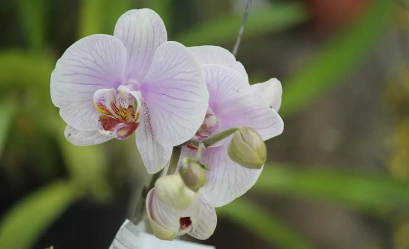 #GaleriaCri Hermosas orquídeas en Boquete