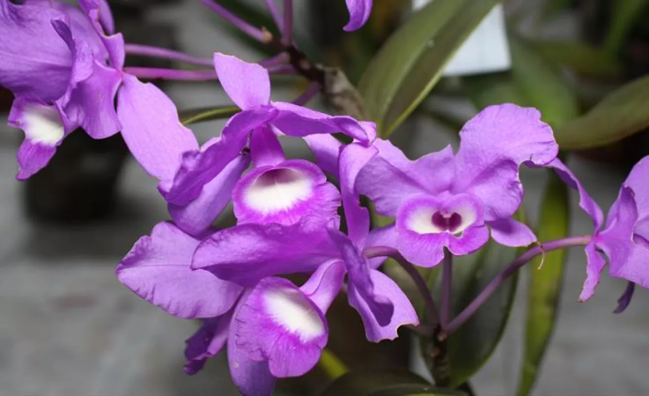 #GaleriaCri Hermosas orquídeas en Boquete