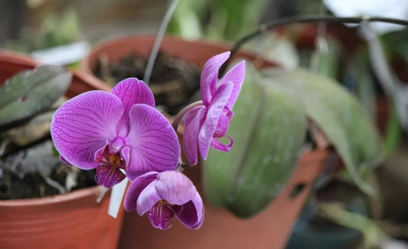 #GaleriaCri Hermosas orquídeas en Boquete