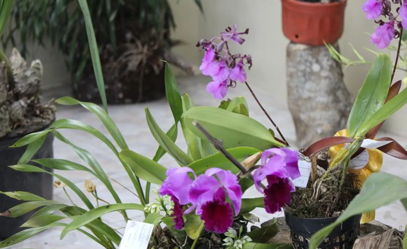 #GaleriaCri Hermosas orquídeas en Boquete