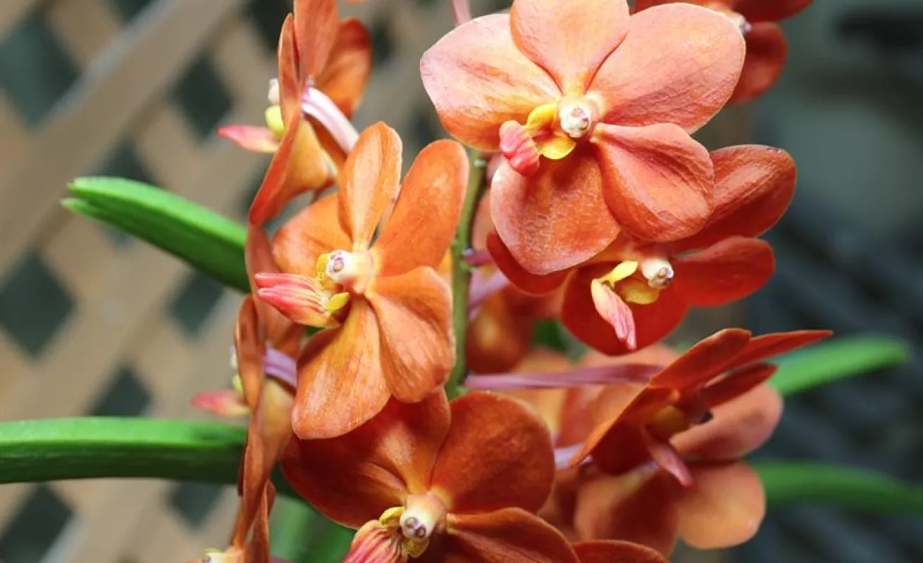 #GaleriaCri Hermosas orquídeas en Boquete