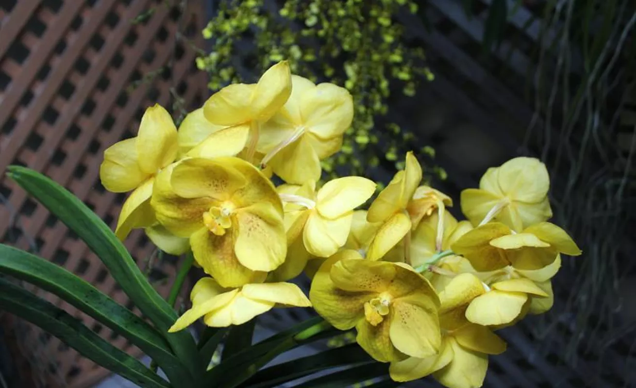 #GaleriaCri Hermosas orquídeas en Boquete