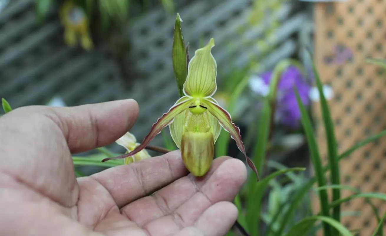 #GaleriaCri Hermosas orquídeas en Boquete