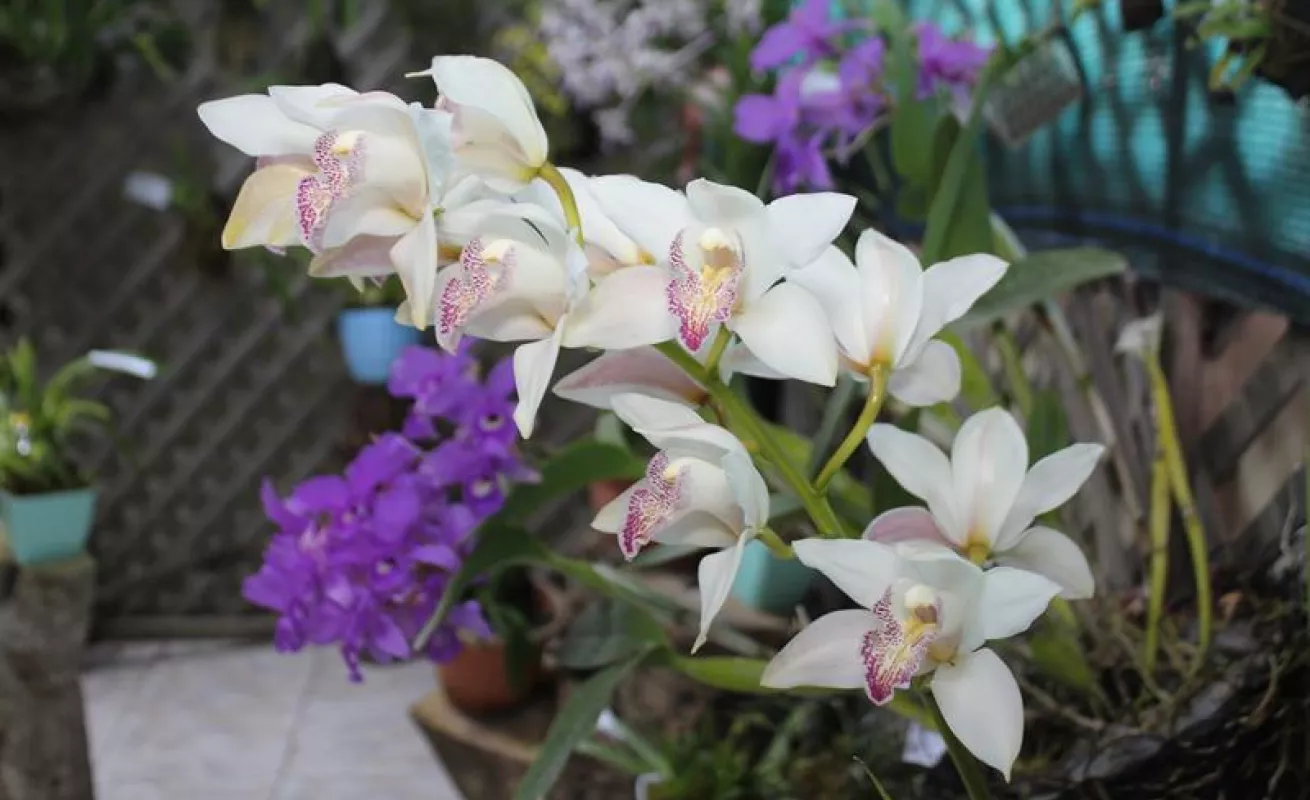 #GaleriaCri Hermosas orquídeas en Boquete