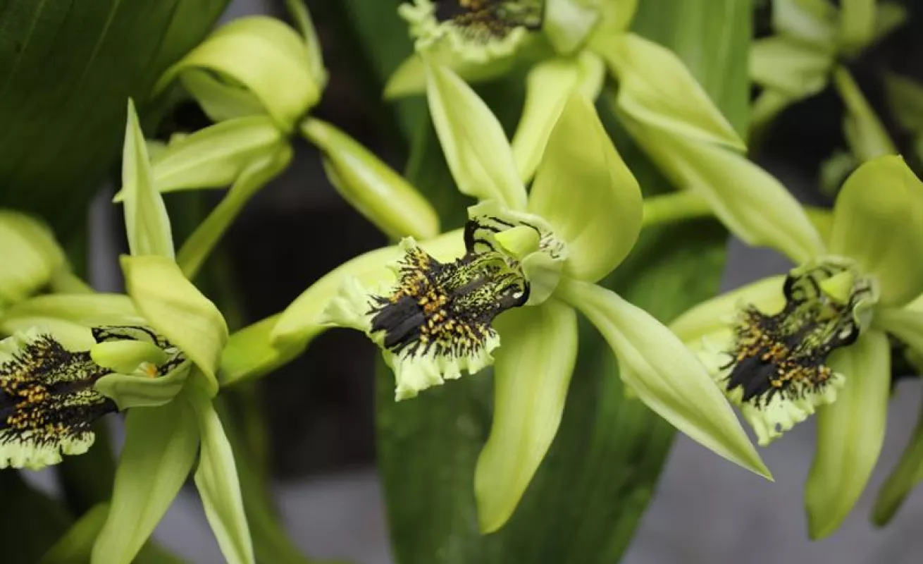 #GaleriaCri Hermosas orquídeas en Boquete