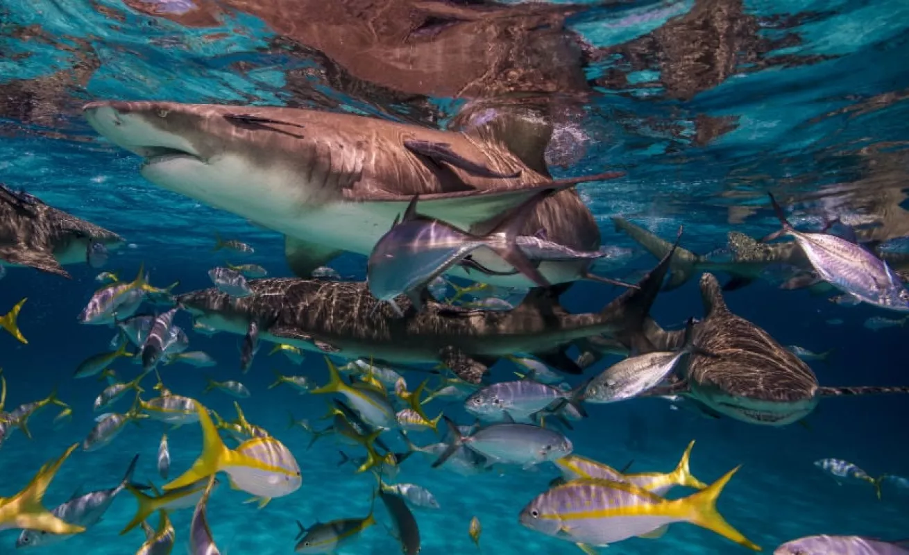 #GaleriaCri Inmersiones infinitas en las Bahamas 