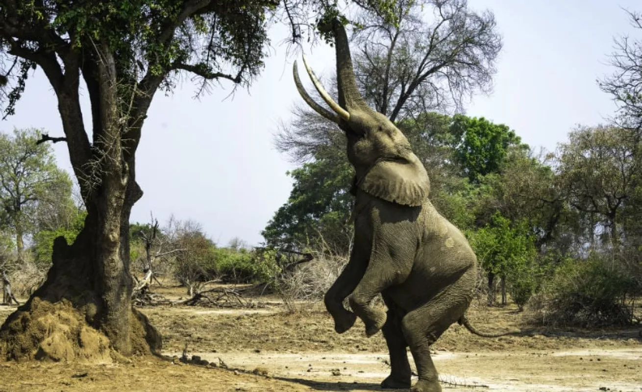 #GaleriaCri Safari fotográfico en Zimbabue