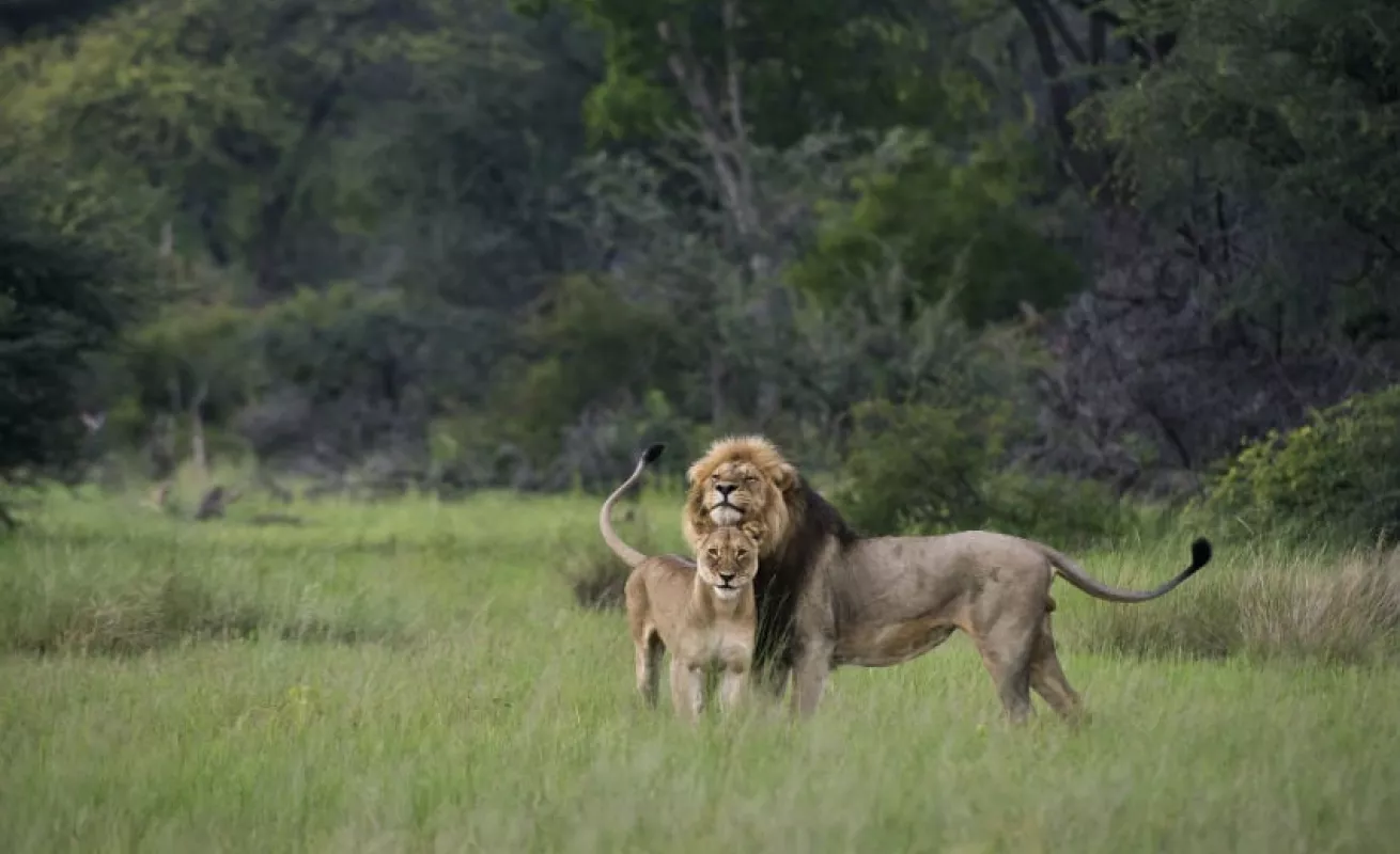 #GaleriaCri Safari fotográfico en Zimbabue