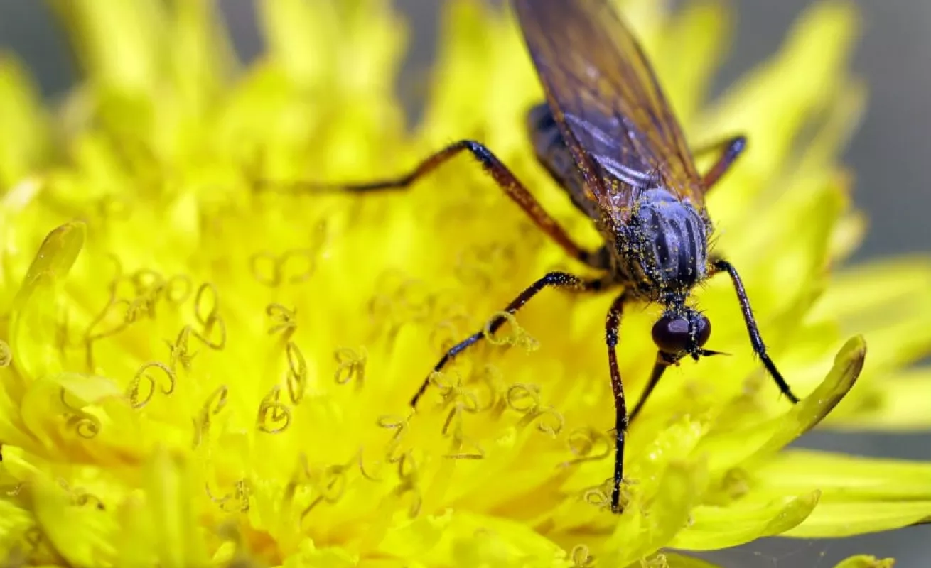 #GaleriaCri Explosión de insectos en primavera