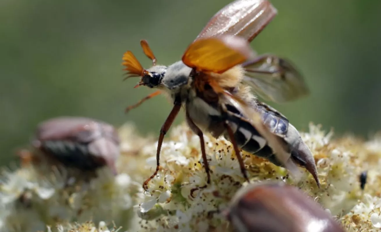 #GaleriaCri Explosión de insectos en primavera