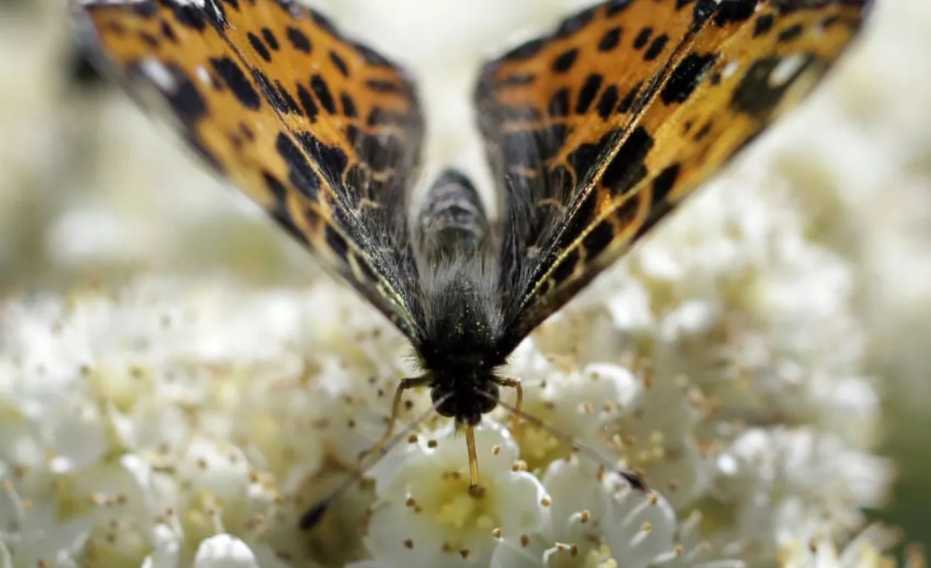 #GaleriaCri Explosión de insectos en primavera