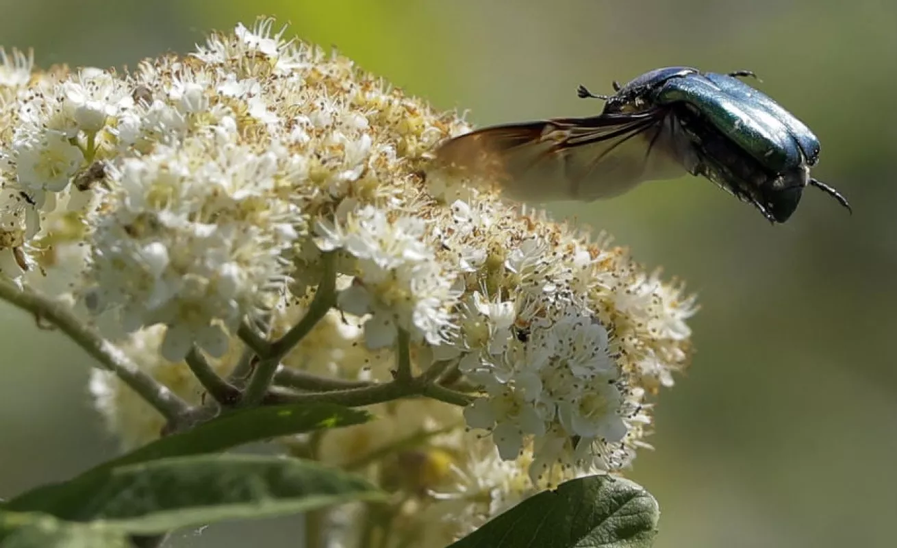 #GaleriaCri Explosión de insectos en primavera