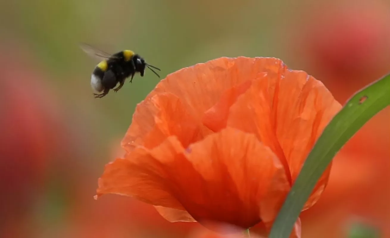 #GaleriaCri Explosión de insectos en primavera