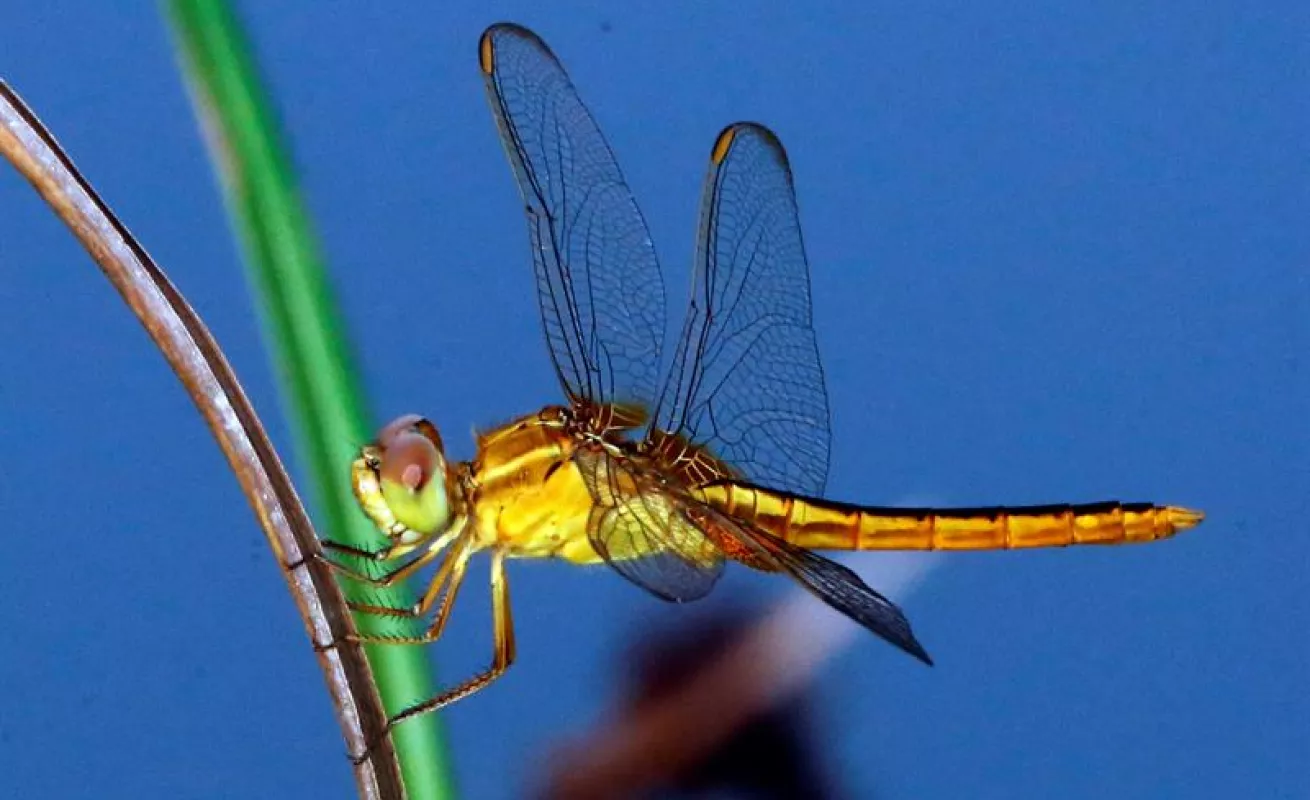 #GaleriaCri Explosión de insectos en primavera