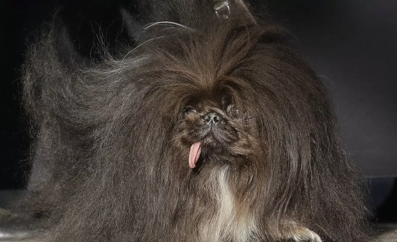 #GaleriaCri Bulldog inglés gana el título de perro más feo del mundo