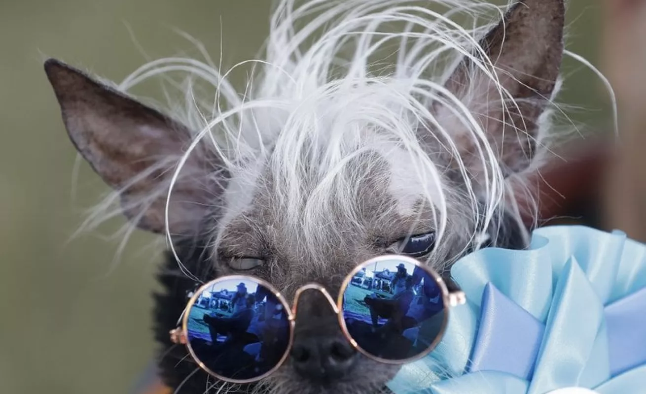 #GaleriaCri Bulldog inglés gana el título de perro más feo del mundo