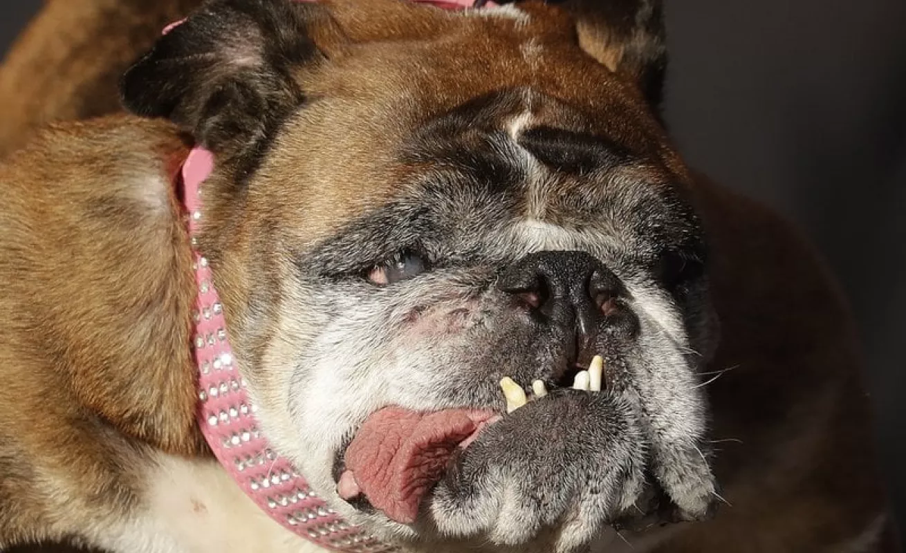 #GaleriaCri Bulldog inglés gana el título de perro más feo del mundo