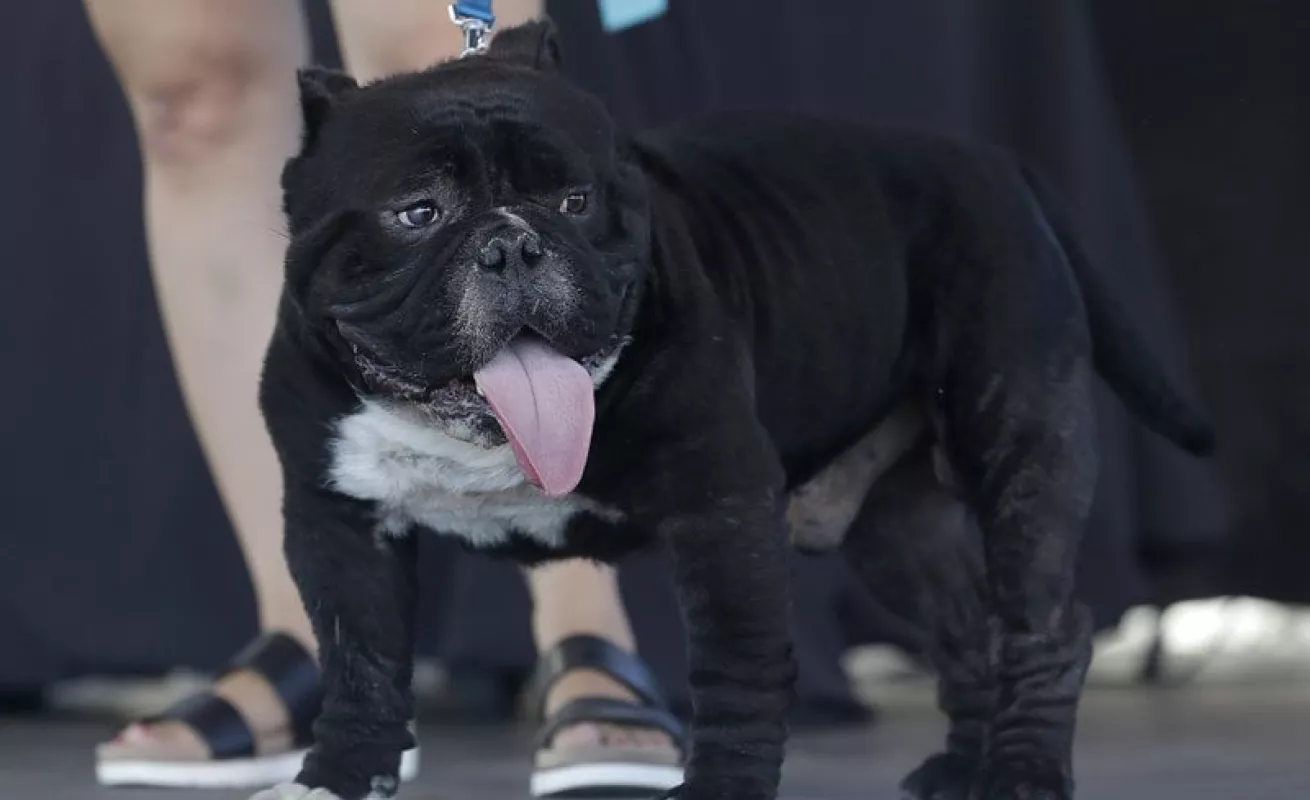 #GaleriaCri Bulldog inglés gana el título de perro más feo del mundo