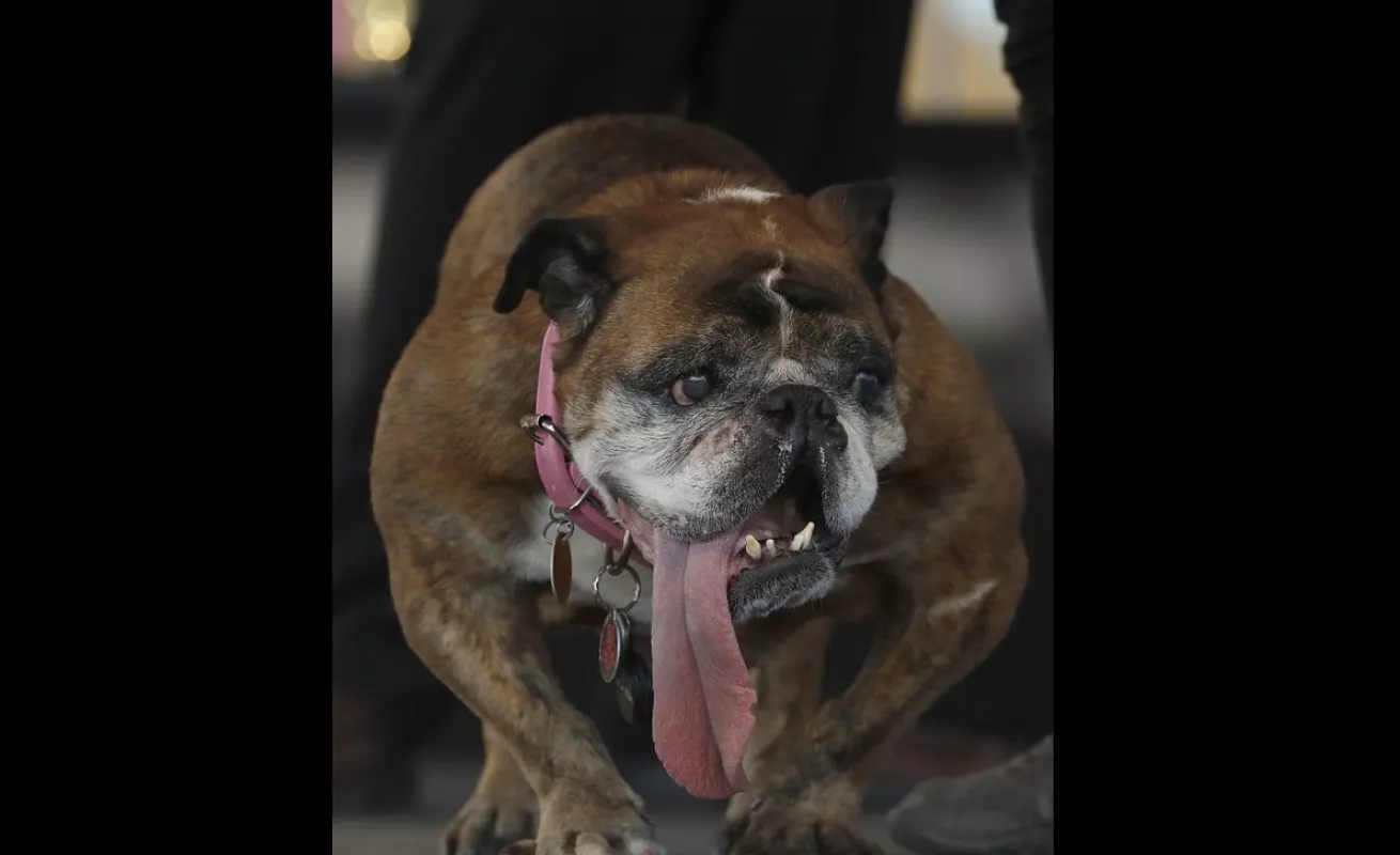 #GaleriaCri Bulldog inglés gana el título de perro más feo del mundo