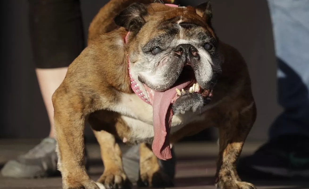 #GaleriaCri Bulldog inglés gana el título de perro más feo del mundo