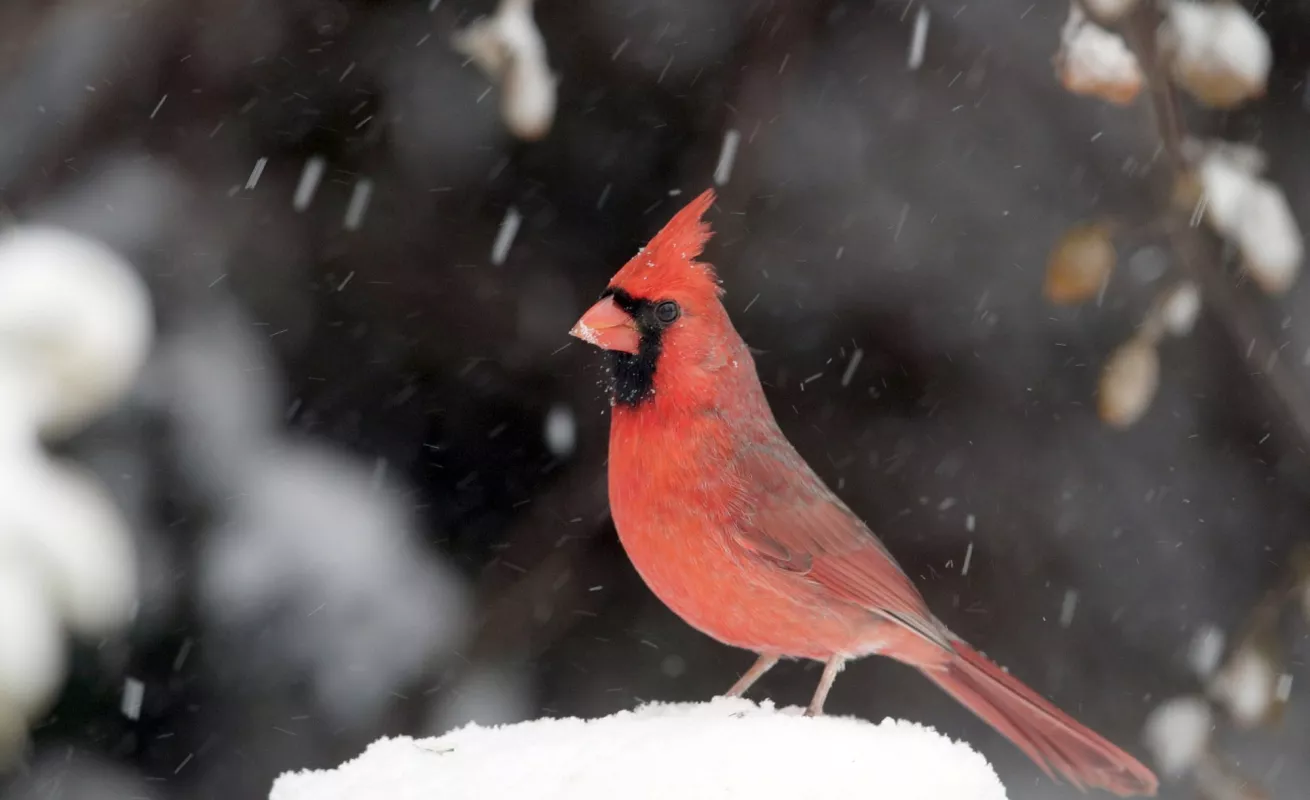 #GaleriaCri Tormenta invernal azota Medio Oeste de EE.UU.
