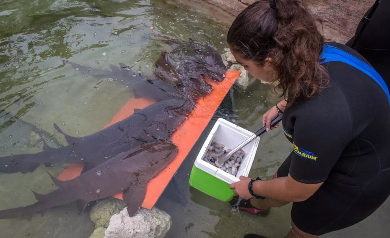 Nadando con tiburones y mantarrayas