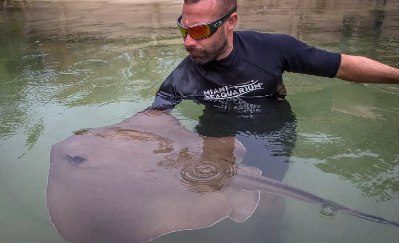 Nadando con tiburones y mantarrayas