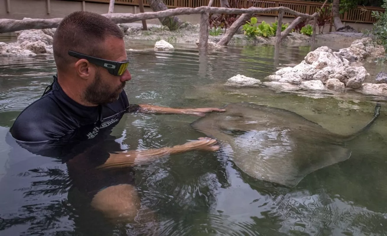 Nadando con tiburones y mantarrayas