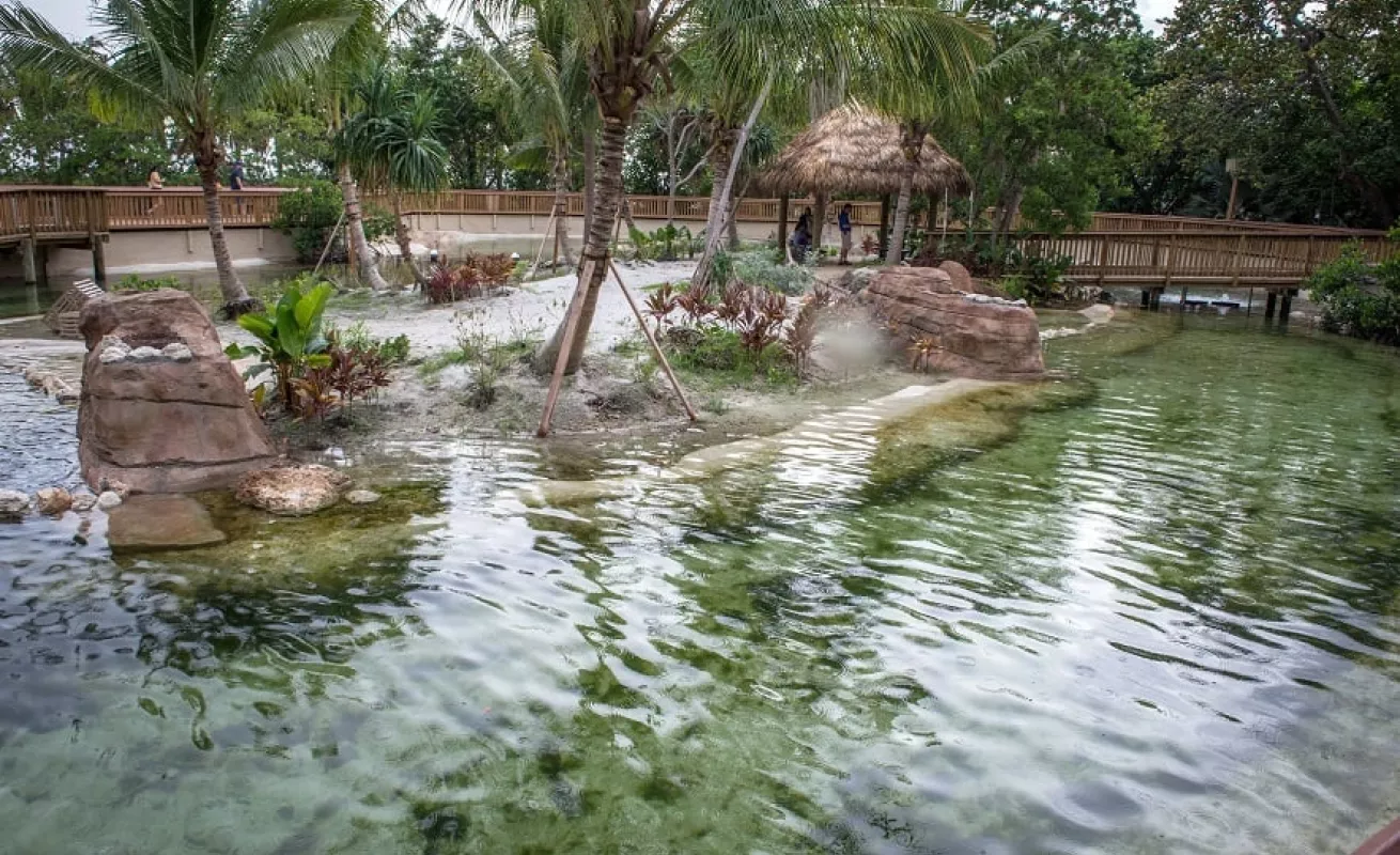 Nadando con tiburones y mantarrayas