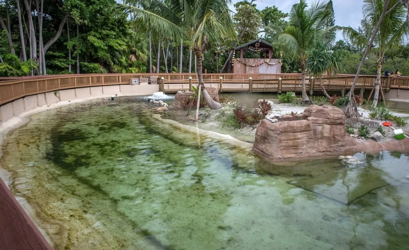 Nadando con tiburones y mantarrayas