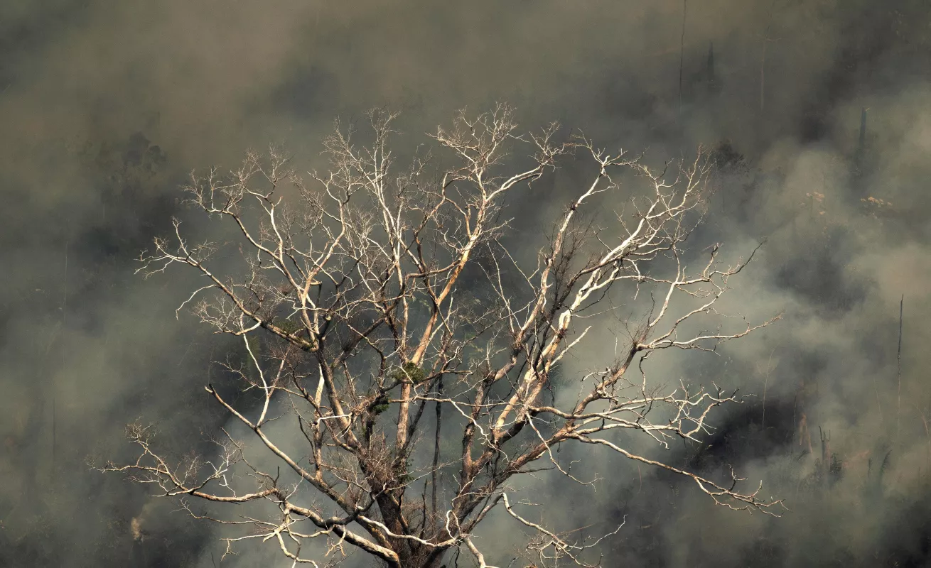 Arde la selva del Amazonas