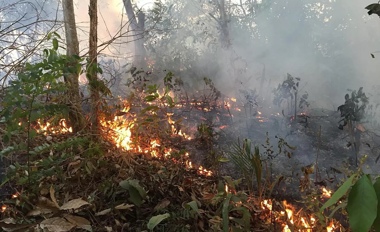 Arde la selva del Amazonas