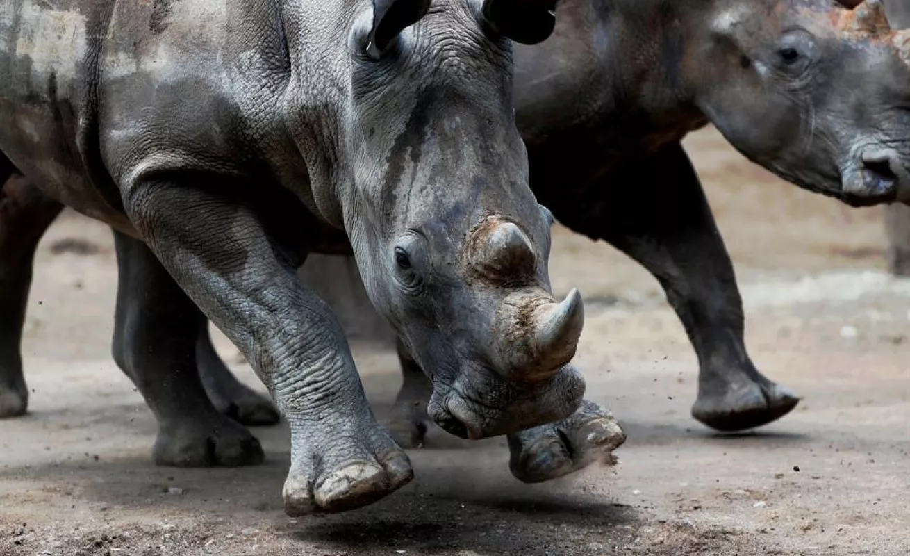 Una pareja de rinocerontes blancos, nuevos inquilinos del zoo de Guatemala