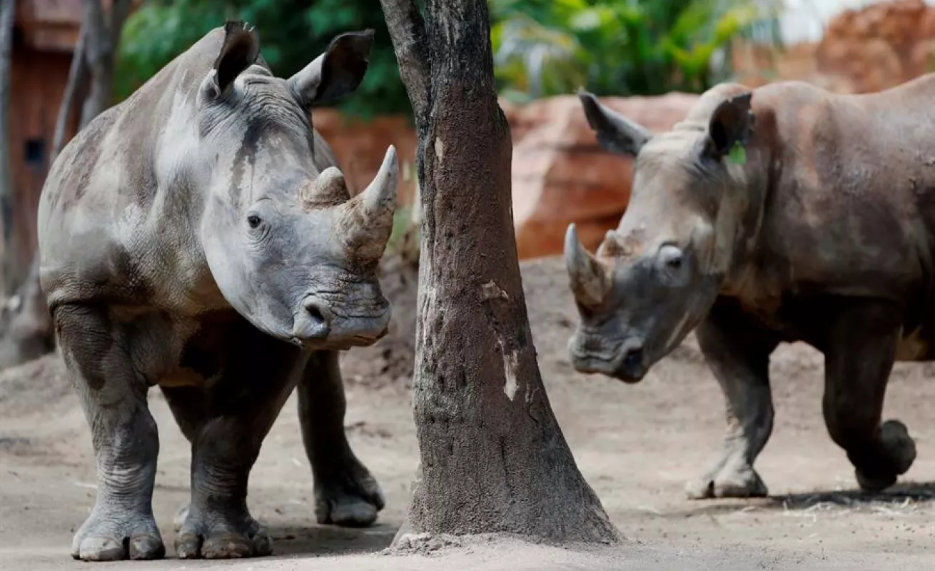 Una pareja de rinocerontes blancos, nuevos inquilinos del zoo de Guatemala