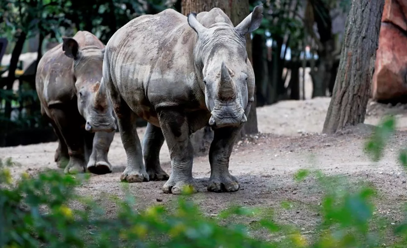 Una pareja de rinocerontes blancos, nuevos inquilinos del zoo de Guatemala
