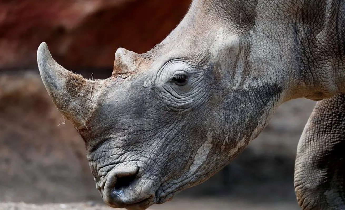 Una pareja de rinocerontes blancos, nuevos inquilinos del zoo de Guatemala