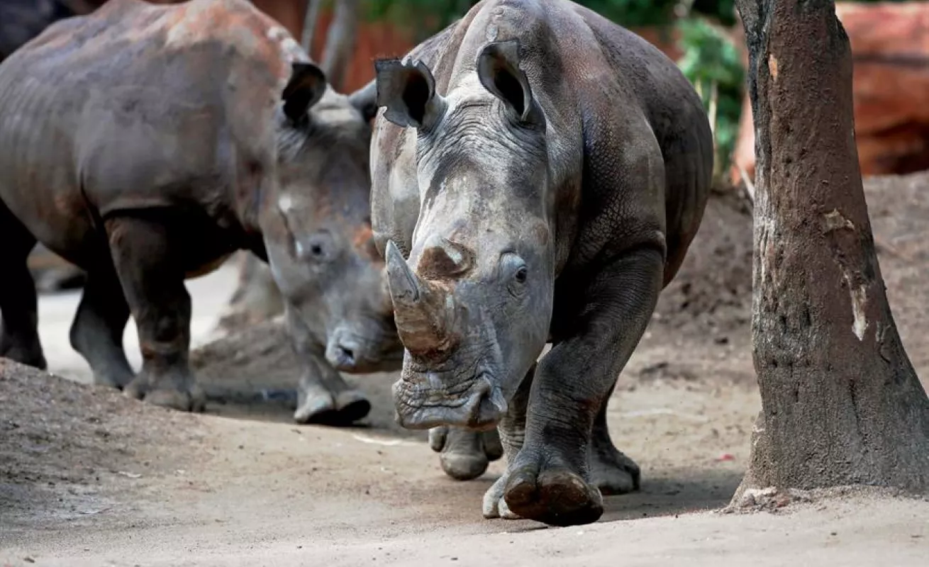 Una pareja de rinocerontes blancos, nuevos inquilinos del zoo de Guatemala