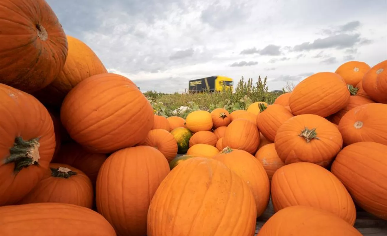 Miles de calabazas inundan el palacio de Ludwigsburg