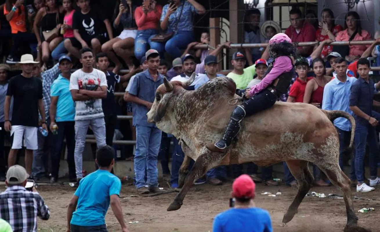 Espectáculo de toros y hombres recios anima fiesta más tradicional de Panamá
