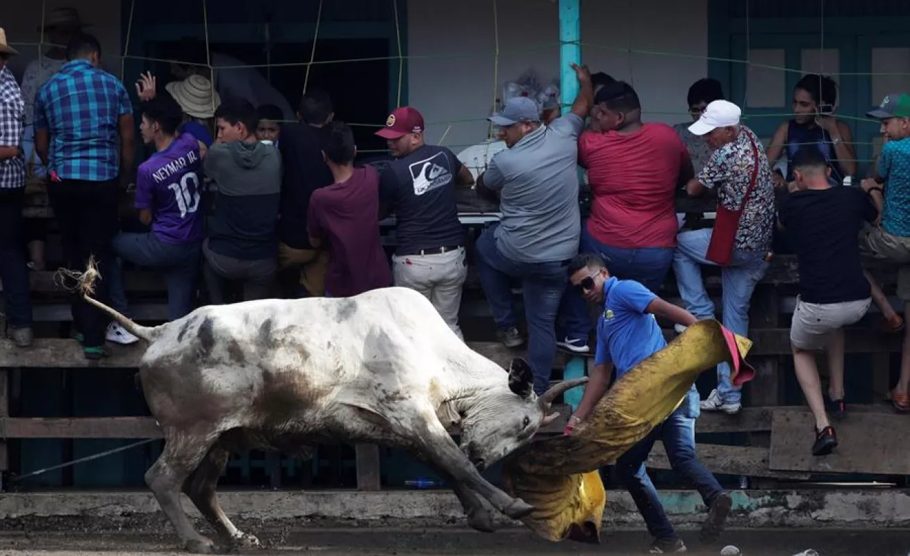 Espectáculo de toros y hombres recios anima fiesta más tradicional de Panamá
