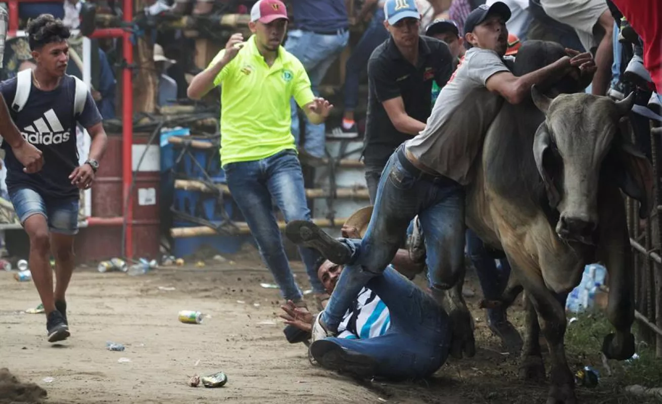 Espectáculo de toros y hombres recios anima fiesta más tradicional de Panamá