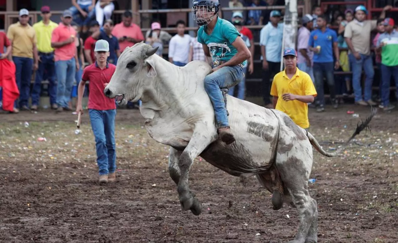 Espectáculo de toros y hombres recios anima fiesta más tradicional de Panamá