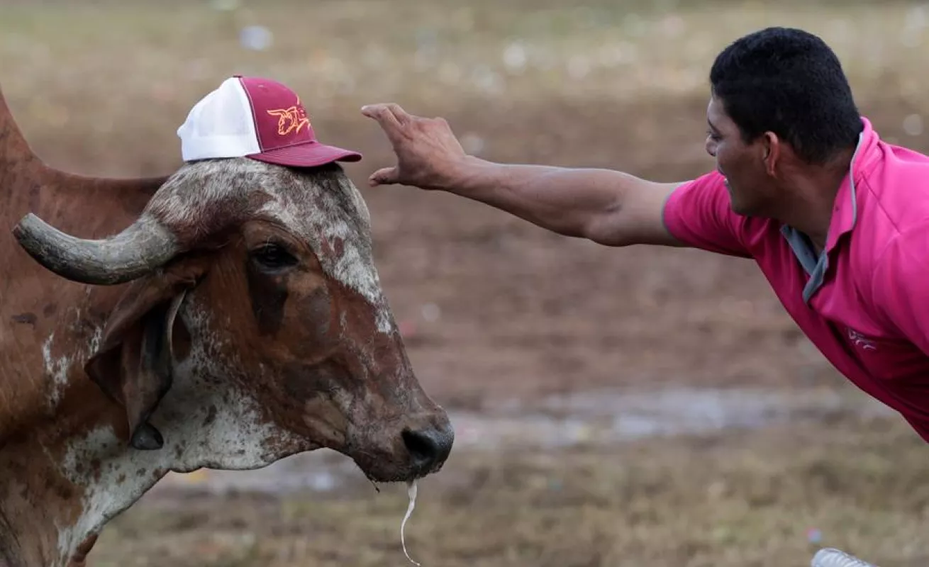Espectáculo de toros y hombres recios anima fiesta más tradicional de Panamá