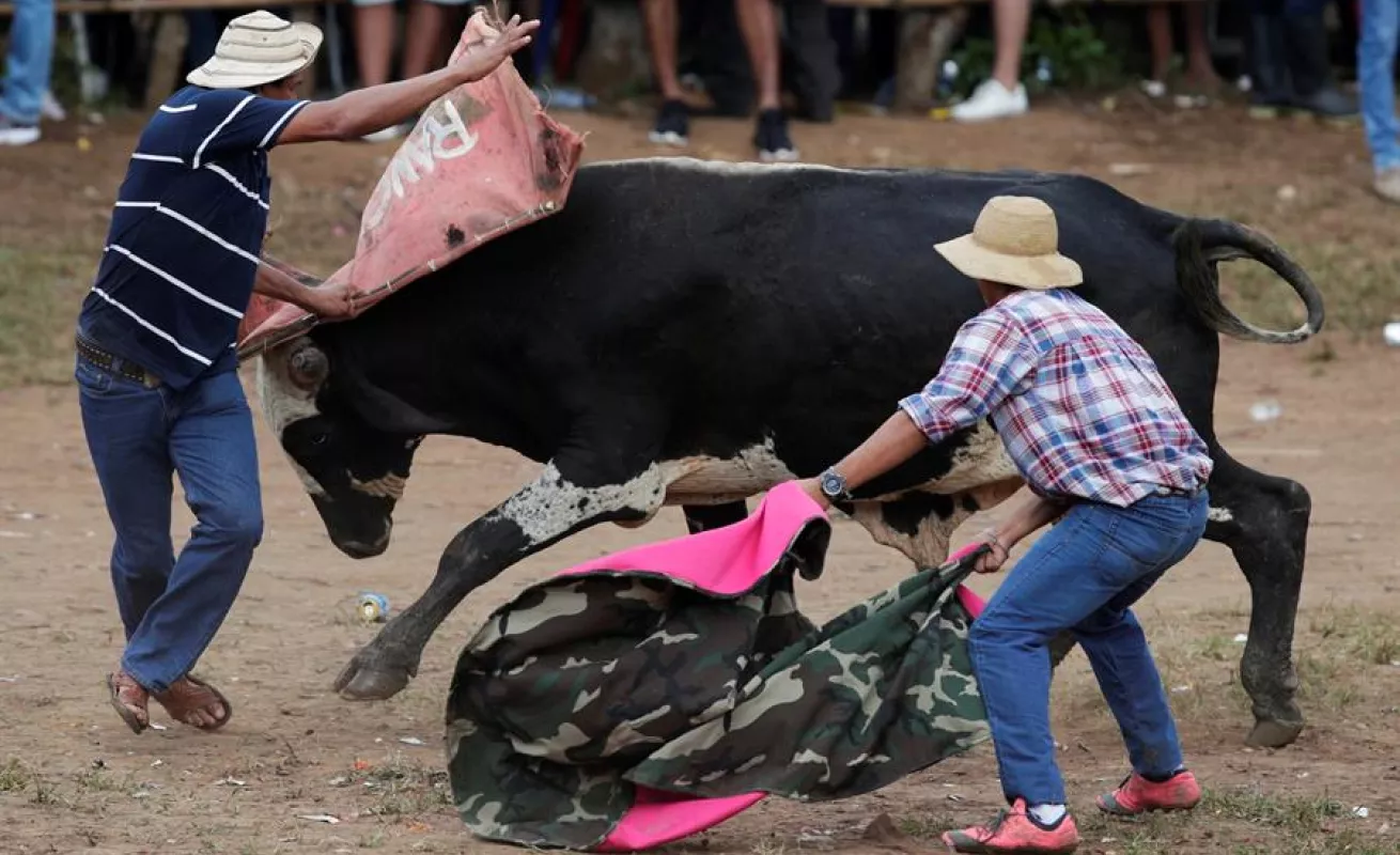 Espectáculo de toros y hombres recios anima fiesta más tradicional de Panamá
